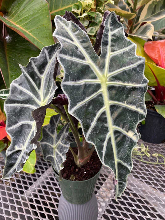 Alocasia Amazonica Poly